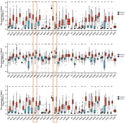 Overexpression of SKA Complex Is Associated With Poor Prognosis in Gliomas
